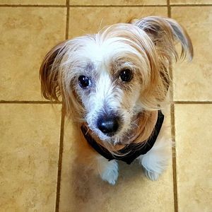 Meet your Posher, Joy